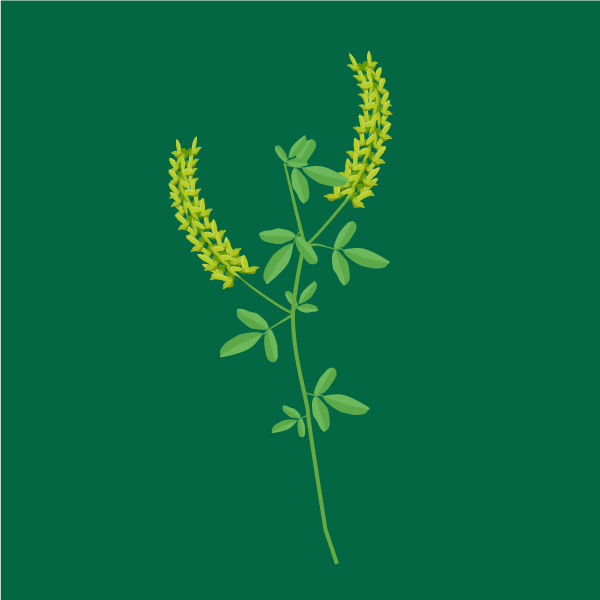 Melilotus officinalis image