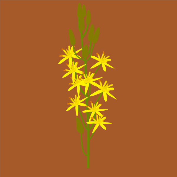 narthecium_ossifragum