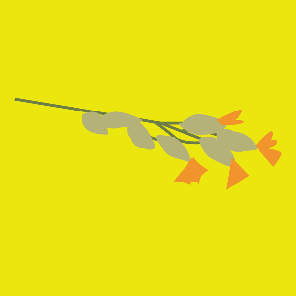 Panicum coloratum image