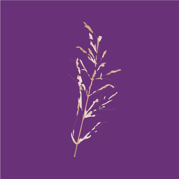 Panicum virgatum image