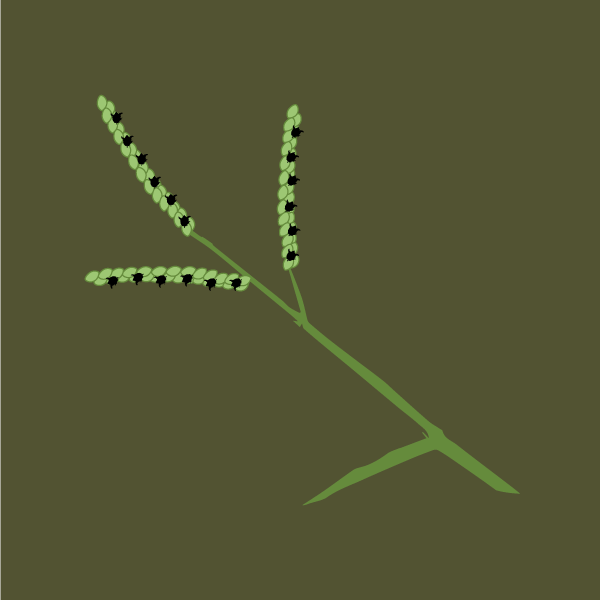 Paspalum dilatatum image