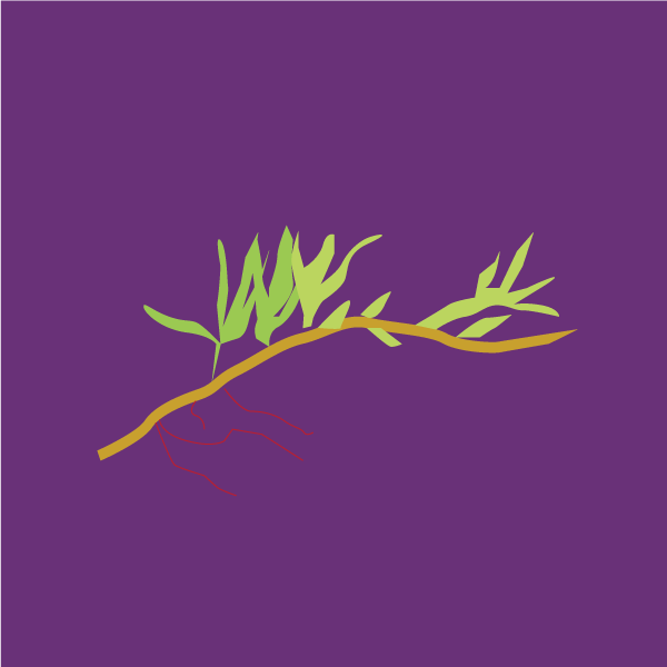 Pennisetum clandestinum image