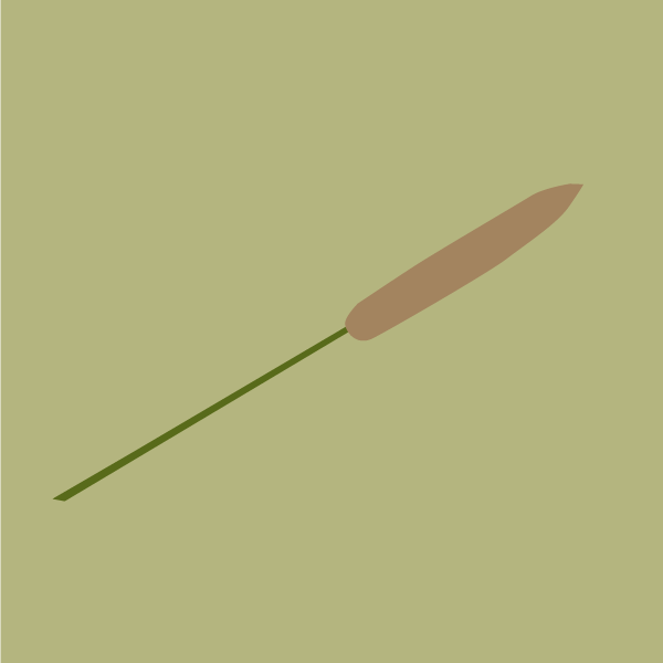 Pennisetum glaucum image