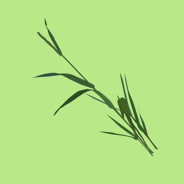 Phalaris arundinacea image