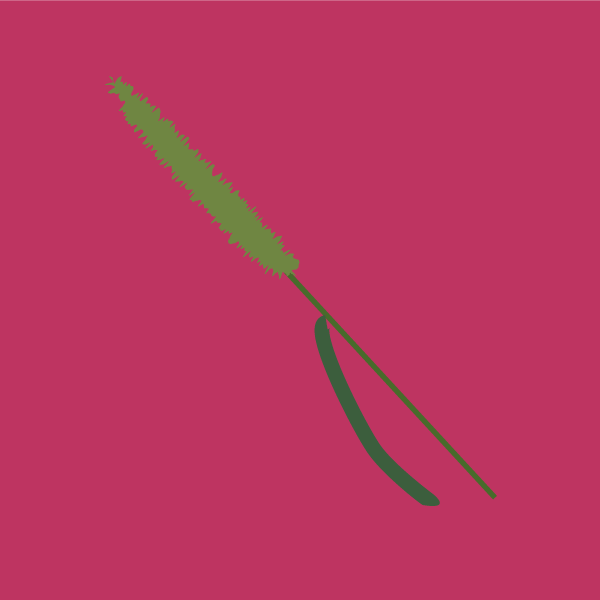 Phalaris paradoxa image