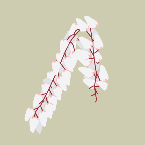 pieris_japonica