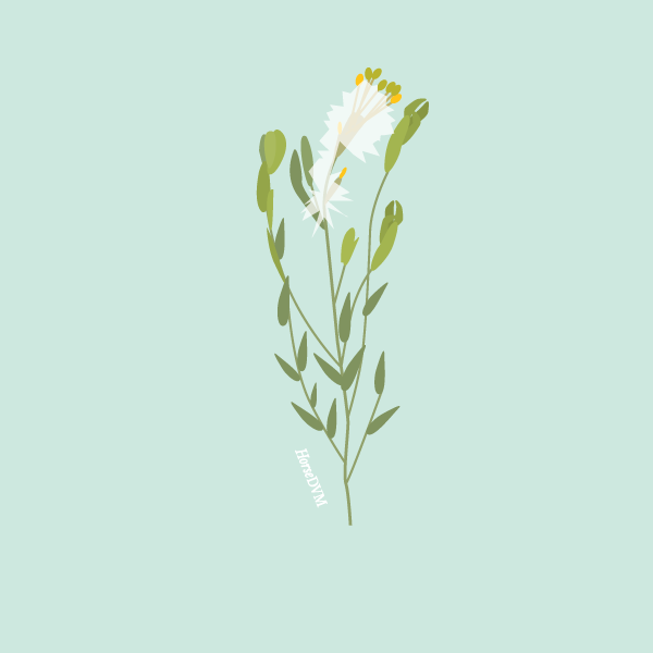 Pimelea trichostachya image