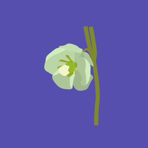 podophyllum_peltatum