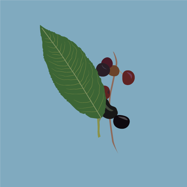 prunus_serotina