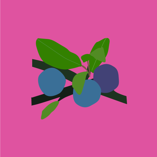 prunus_spinosa