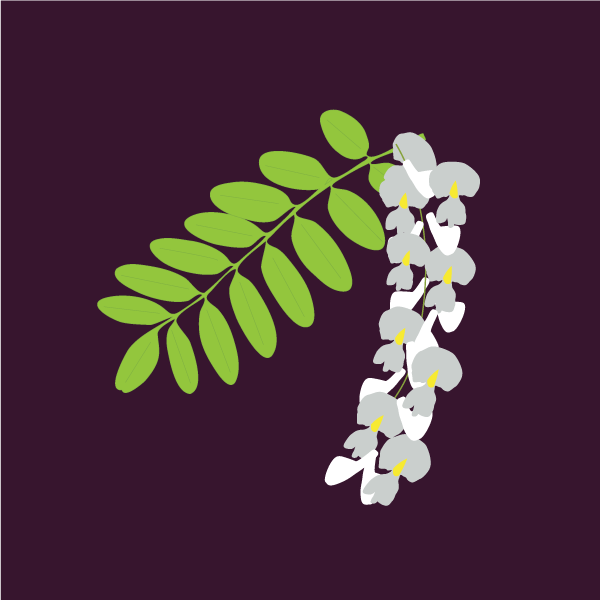 Robinia pseudoacacia image