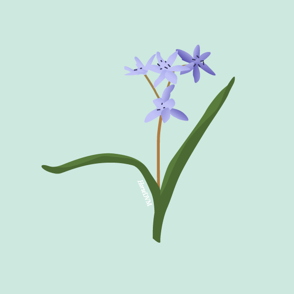 scilla
