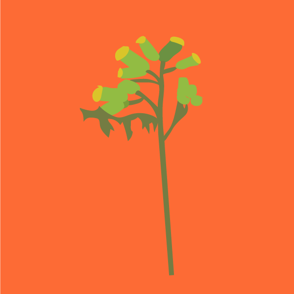 Senecio vulgaris image