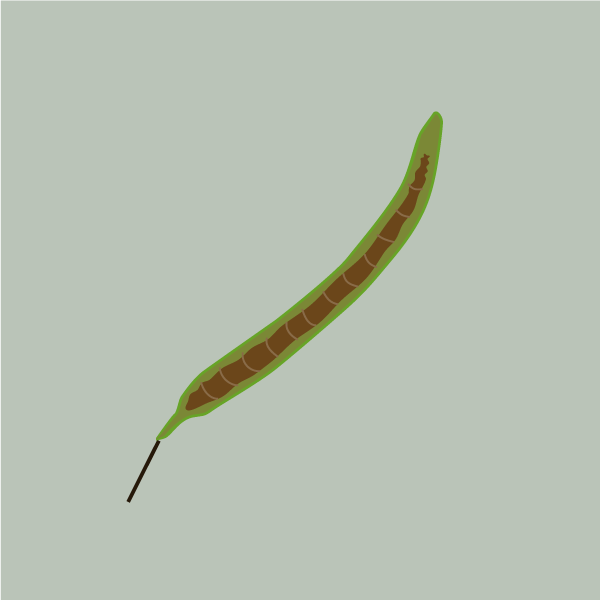 Senna occidentalis image