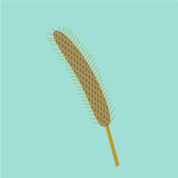 Setaria sphacelata image