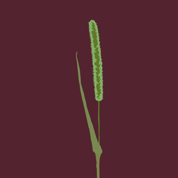 Setaria viridis image