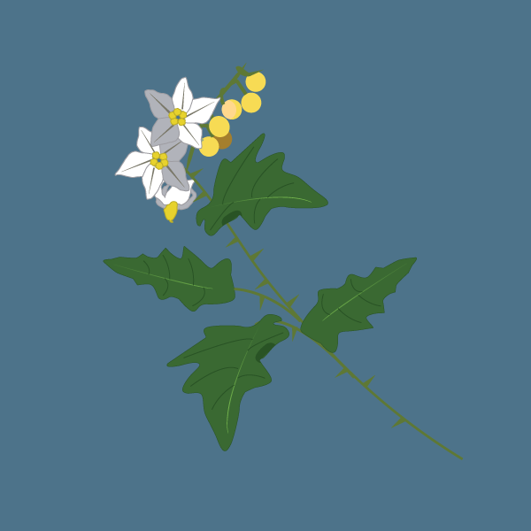 solanum_carolinense