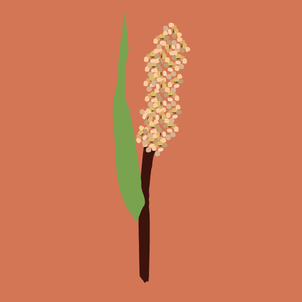 Sorghum bicolor image