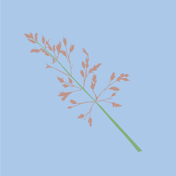 Sorghum halepense image