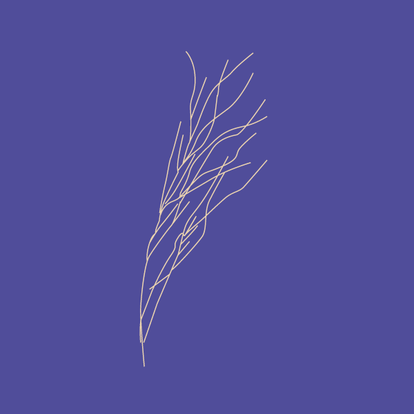 Stipa spp image