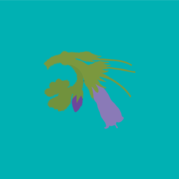 symphytum_officinale