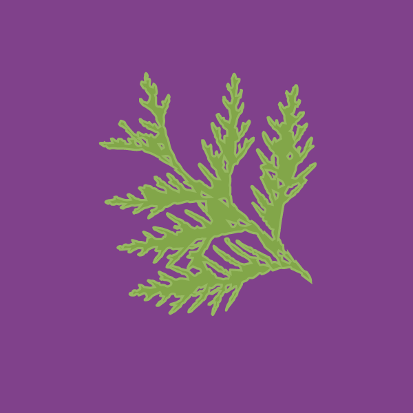 thuja_occidentalis