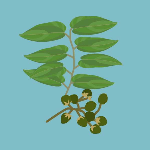 trema_micrantha