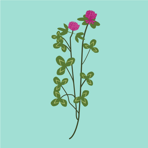Trifolium pratense image