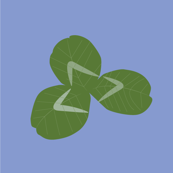 Trifolium repense image