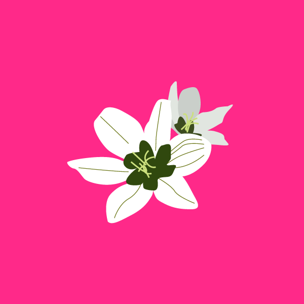 veratrum_album