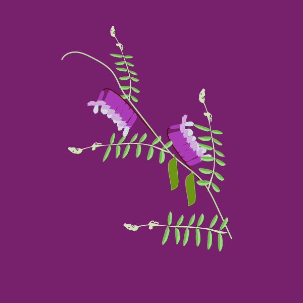 Vicia villosa image