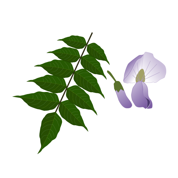 Wisteria frutescens image